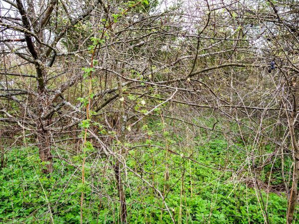 Underbrush Clearing in Placerville