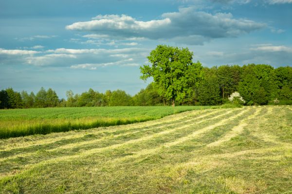 Cost of Vegetation Removal in Placerville