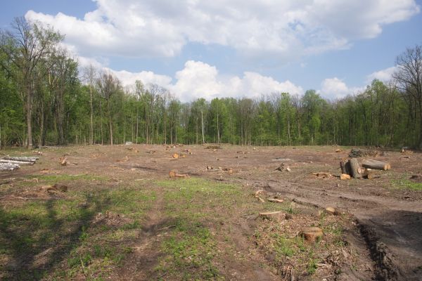 Cost of Pasture Clearing in Placerville