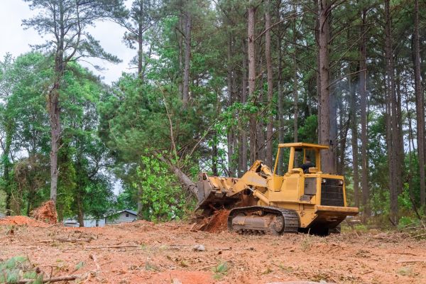 Forest Thinning in Placerville