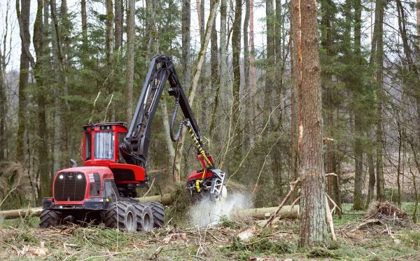 Cost of Forest Clearance Service in Placerville