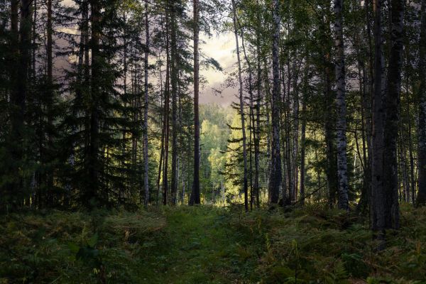 Cost of Pine Tree Clearing in Placerville