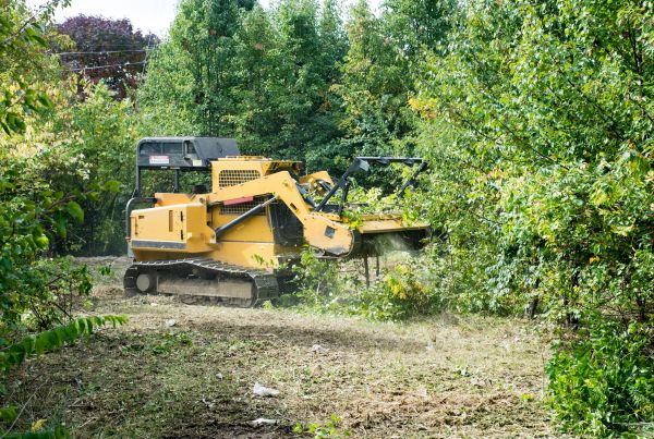 Cost of Pathway Clearing in Placerville