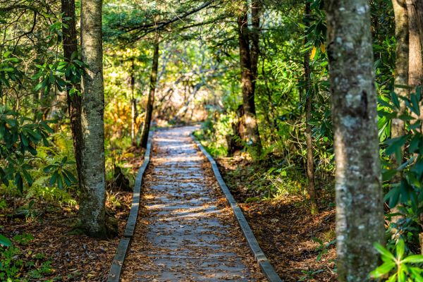 Cost of Trail Clearing in Placerville