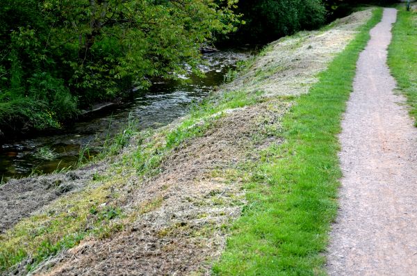Cost of Trail Cutting in Placerville